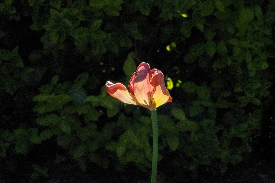 Carma Lynn Park, “Lit Tulip”